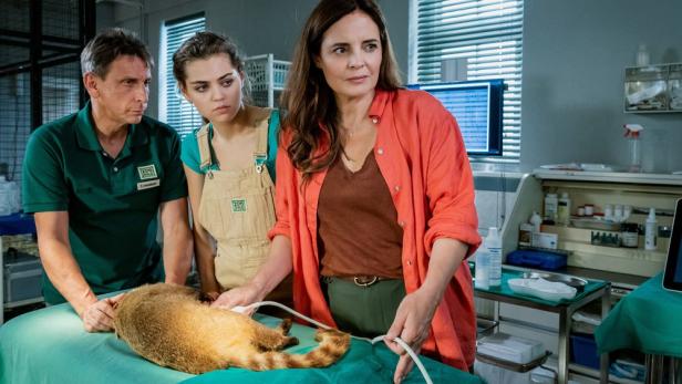 Katze liegt auf OP-Tisch in Tierarztpraxis und wird von Ärztin versorgt.