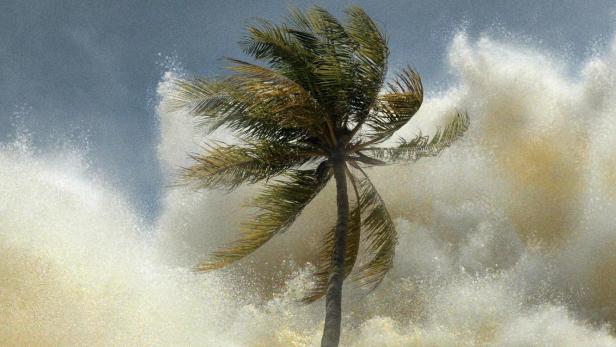 Eine Palme wird von einer Tsunami-Welle überspült.