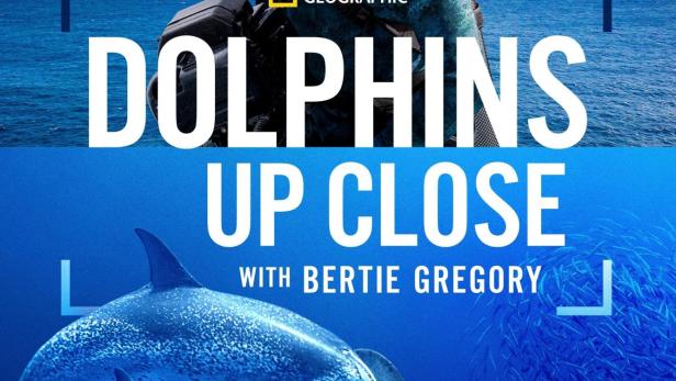 Ein Mann in Tauchausrüstung über drei Delfinen unter Wasser.