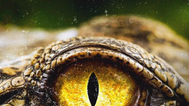 Nahaufnahme des gelben Auges eines Krokodils vor dem Hintergrund des National Geographic Logos.