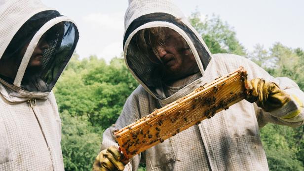 Zwei Imker in Schutzanzügen betrachten Wabe voller Bienen