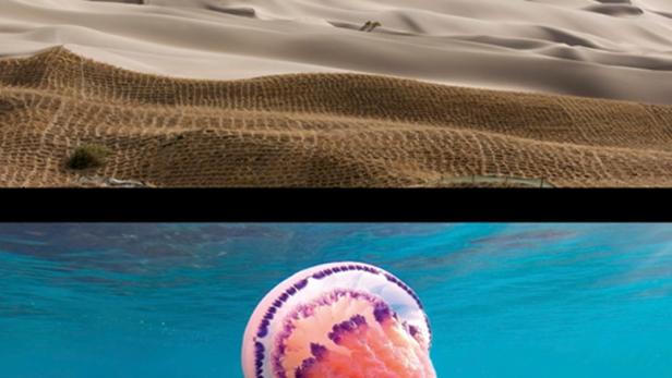 Filmplakat zeigt Wüste und Unterwasserwelt