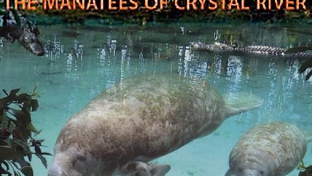 Abenteuer Everglades - Die Manatis des Crystal River