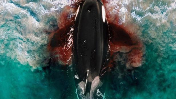 Killer Whale