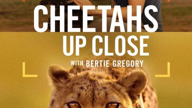 Cheetahs Up Close with Bertie Gregory