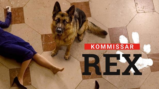 Der Schäferhund sitzt neben einer Frauenleiche