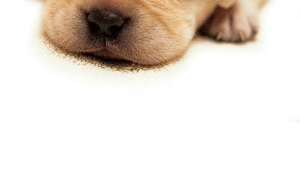 Quill - Ein Freund für´s Leben