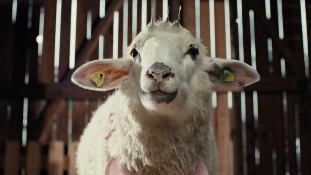 Schaf in einer Scheune