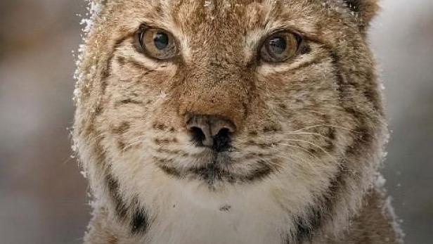 Transsilvanien, Draculas wildes Reich