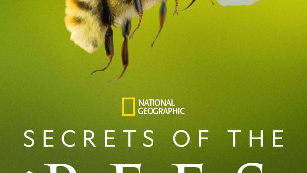 Die geheimnisvolle Welt der Bienen