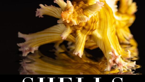 Shells: Shaped by Nature
