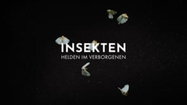 Insekten - Helden im Verborgenen