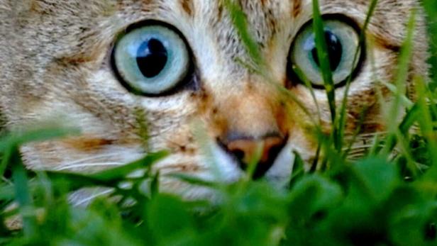 Mörderische Mieze - Die Katze