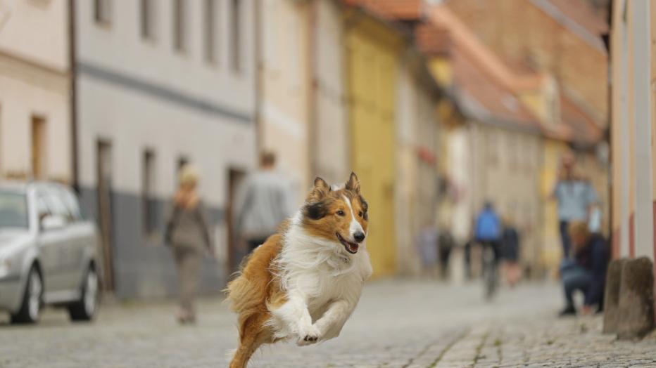 &quot;Lassie Eine abenteuerliche Reise&quot; Ein Hund bellt bayrisch und rennt
