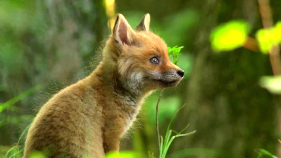 Das grüne Wunder Unser Wald film.at