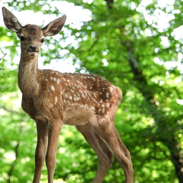 bambi-lebensgeschichte-wald.jpg