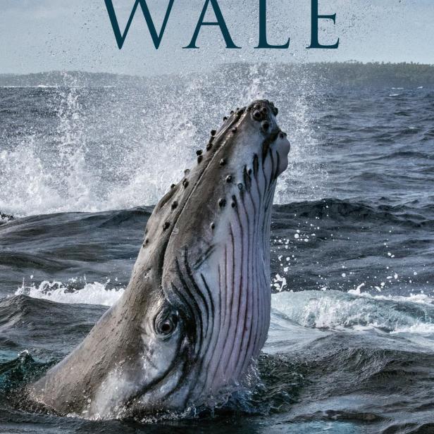 Ein Buckelwal taucht im Ozean auf und spritzt Wasser in die Luft.