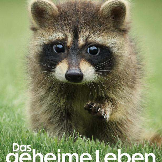 Ein Waschbär steht im Gras, im Hintergrund das Logo von Apple TV+ und der Titel „Das geheime Leben der Tiere“.