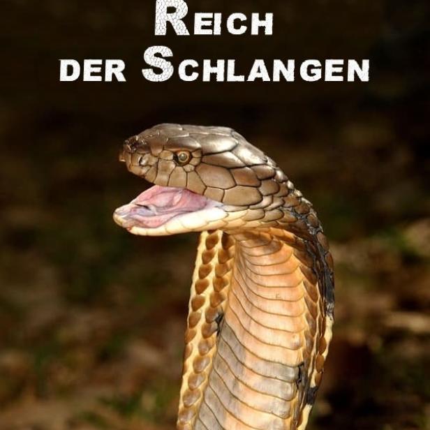 Eine Königskobra mit geöffnetem Maul vor einem dunklen Hintergrund.