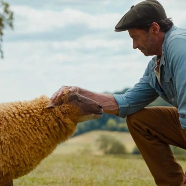 Hugh Jackman streichelt ein Schaf am Kopf