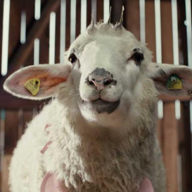 Schaf in einer Scheune