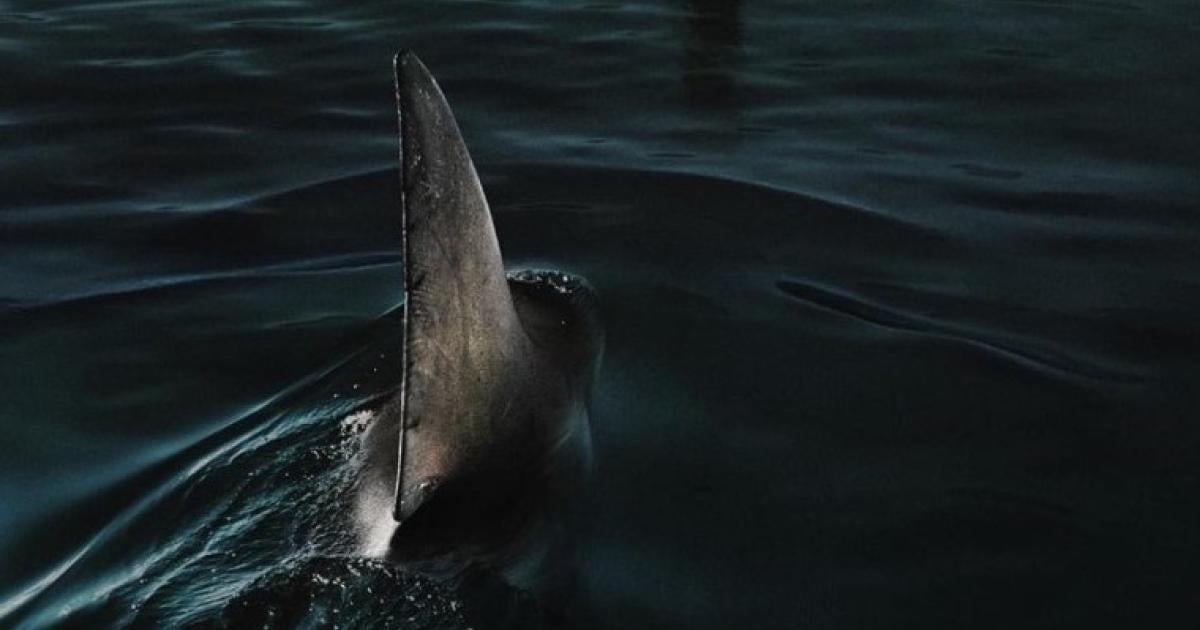  Diese 7 Horrorfilme erscheinen 2024 auf Netflix 